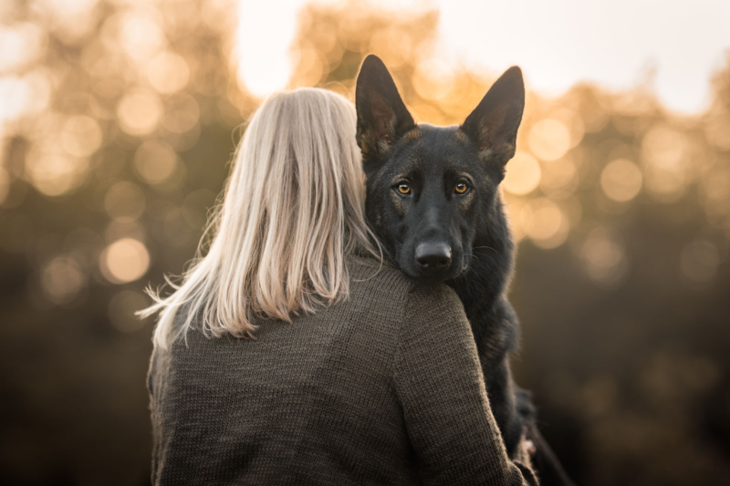 Hundefotografie in der Schweiz