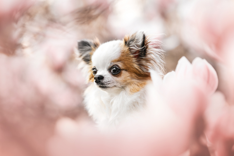 Hundefotoshooting Magnolie Schweiz