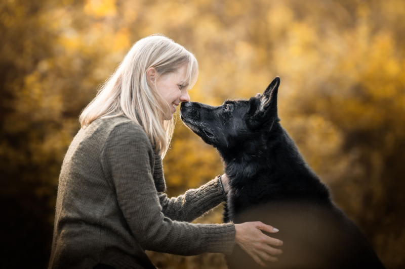 Schwarze Schaeferhuendin im Portrait