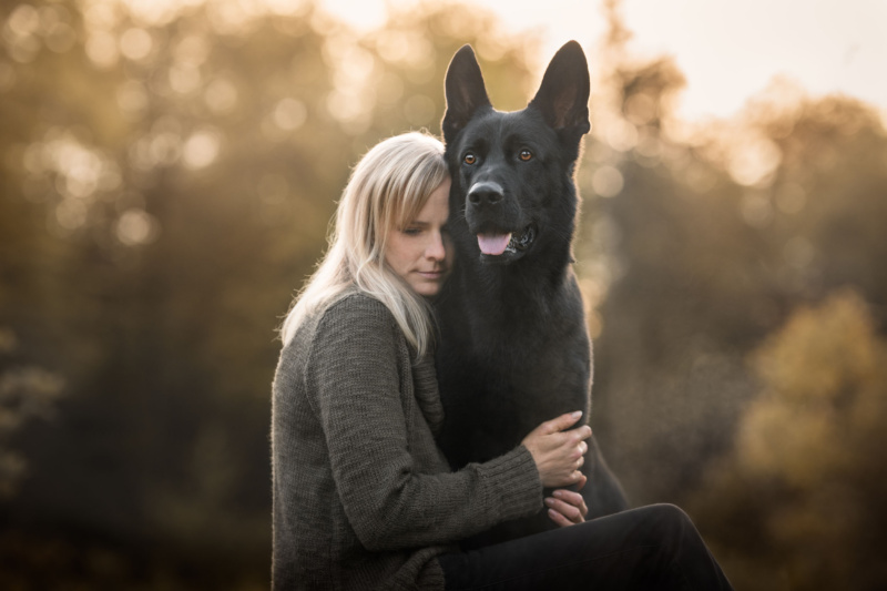 Schwarzer Schaeferhund im Portrait