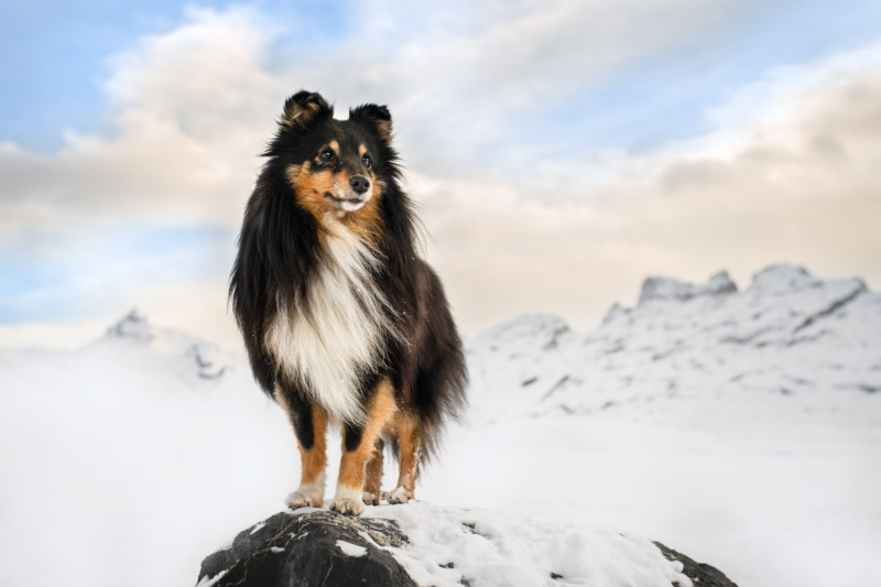 Bergfotoshooting mit Hund in der Schweiz