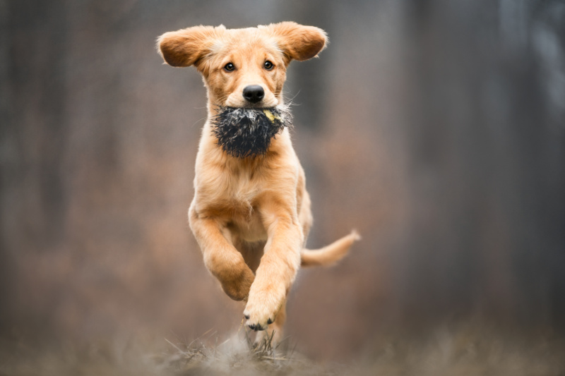 fotoshooting mit welpe hundefotoshooting schweiz