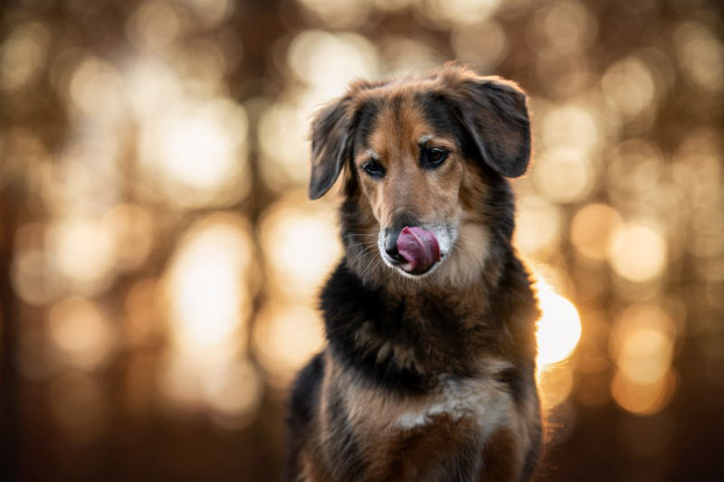 Hovavart Portrait Hundefotografie Schweiz