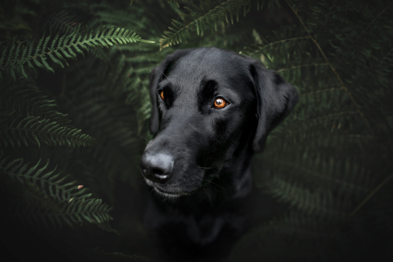 Hundefotoshooting Labrador Schweiz Hundefotografie