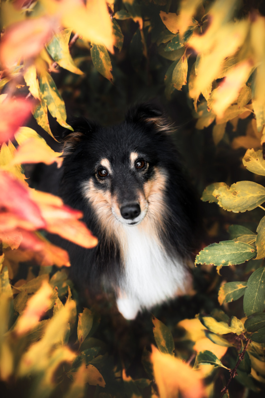 Sheltie Portrait