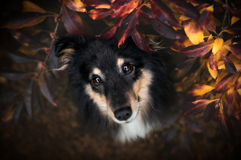 Fotoshooting mit Sheltie Schweiz Hundefotografie