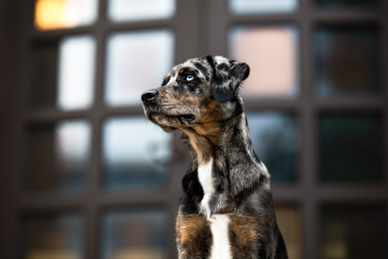 Aussidor sitzend Hundefotoshooting Schweiz