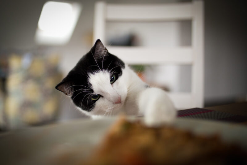 Katzenfotoshooting Schweiz