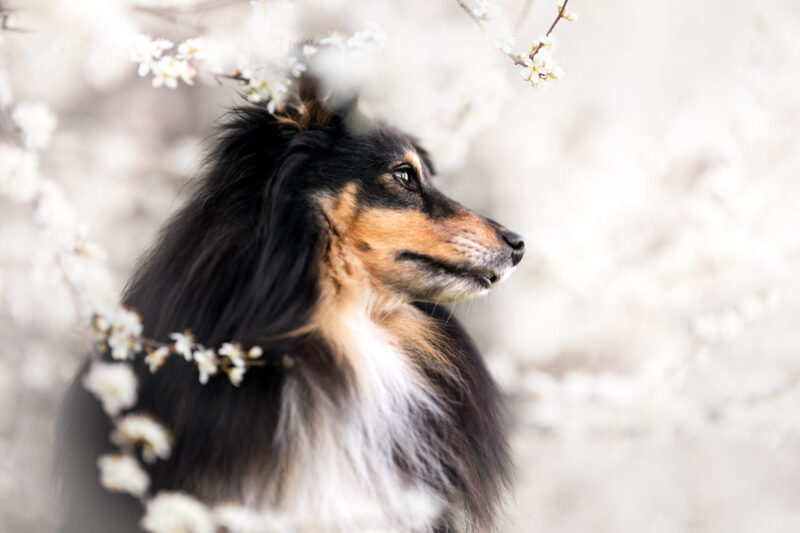 Ein Sheltie sitzt inmitten von weissen Blüten bei einem Hundefotoshooting im Frühling in der Region Bern / Solothurn