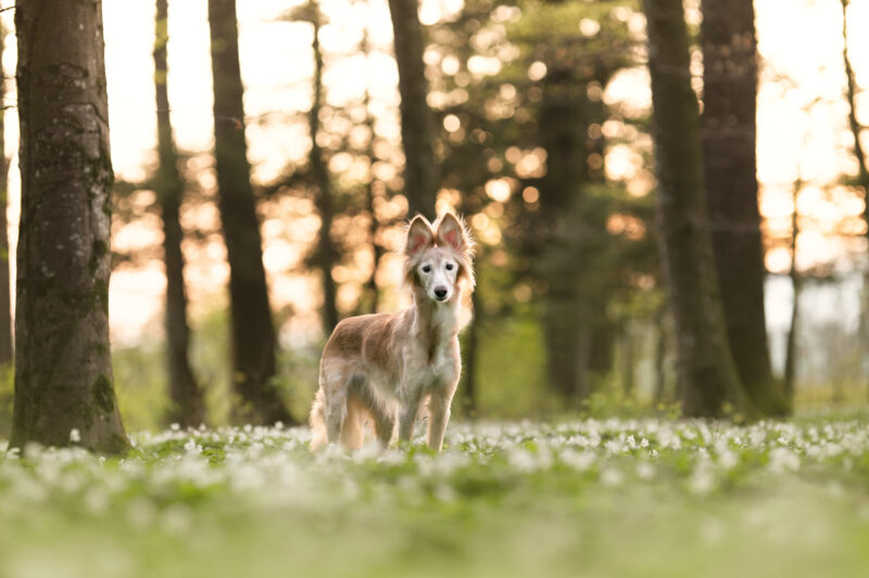 hundefotografie schweiz bern hundefotoshooting windhund