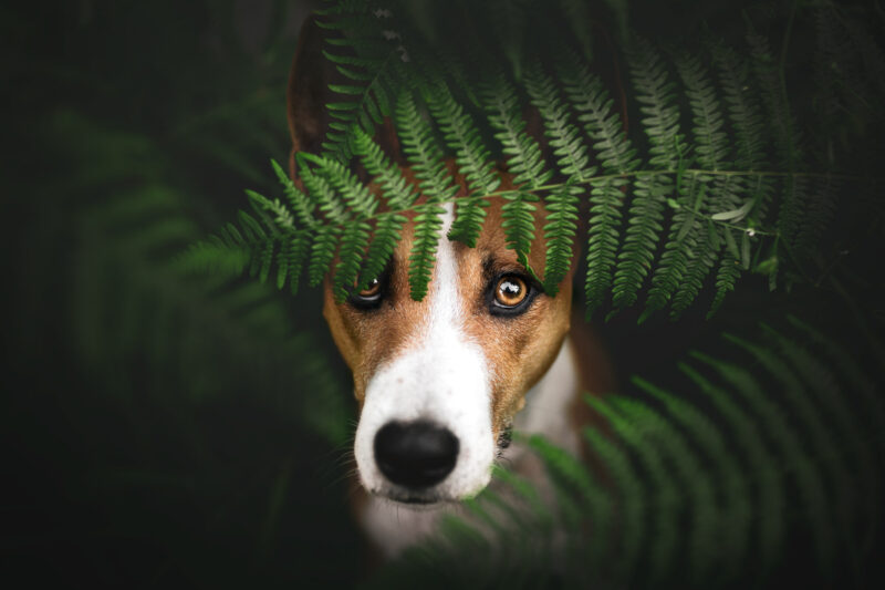 Hundefotoshooting Schweiz Bern Hundefotografie Basenji
