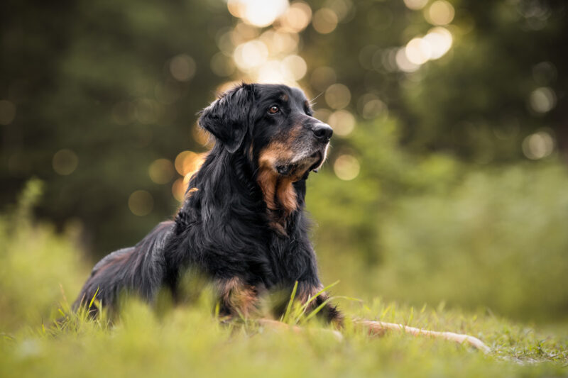 Regenbogenshooting Hundefotoshooting Schweiz Bern Luzern Zuerich