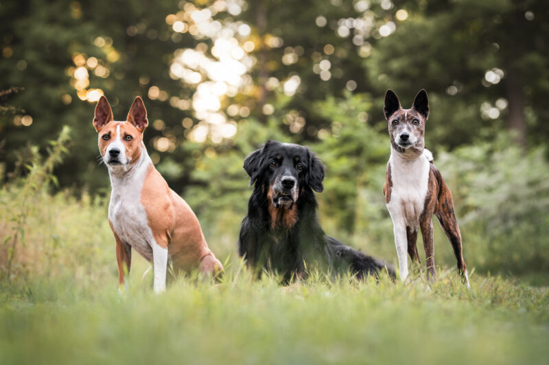 Rudelfotoshooting mit Hunden im Wald Schweiz