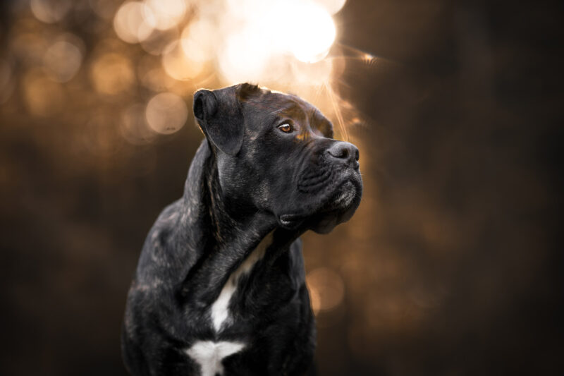 Shooting Hund Schweiz Bern Hundefotografie Tierfotografie