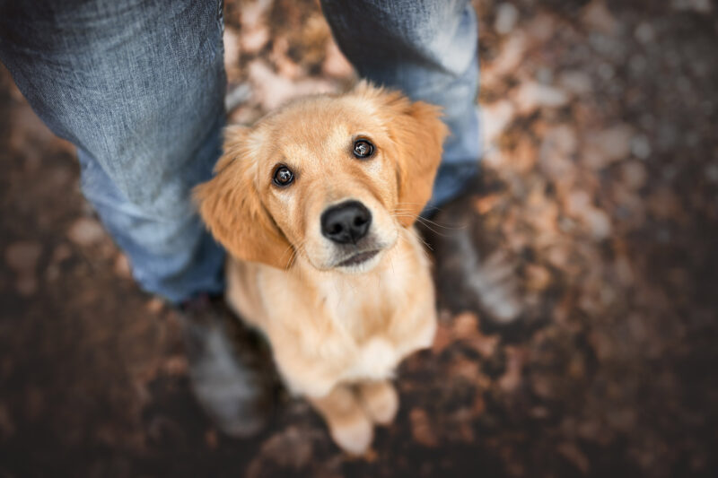 Welpen Fotoshooting Goldi Schweiz Tierfotoshooting