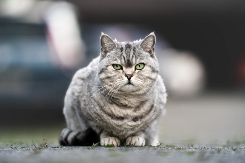 Katze sitzt im Hof Katzenfotografie