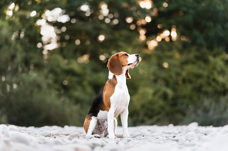 Beagle entspannt sich total beim Fotoshooting Schweiz