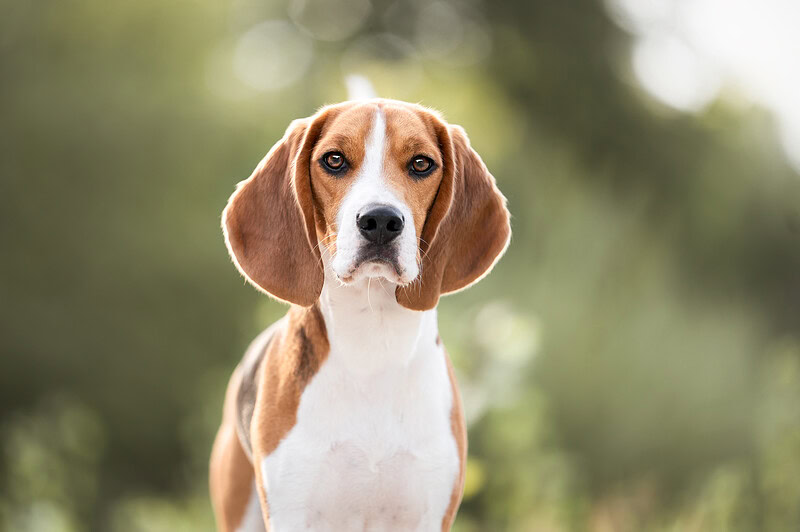 kopfportrait von einem beagle beim hundefotoshooting