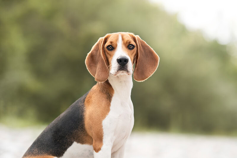 beagle schaut goldig beim hundefotoshooting an der emme