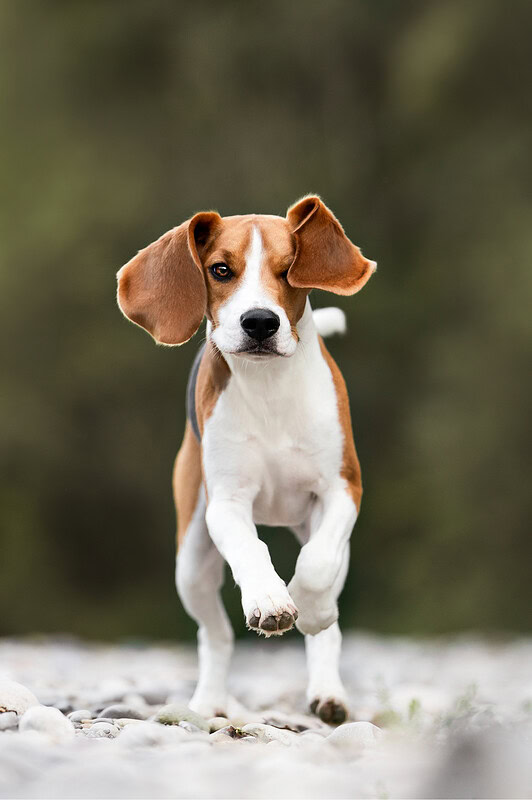 rennender Beagle beim Hunde Fotoshooting an der Emme Schweiz