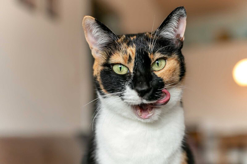 Porträt einer dreifarbigen Glückskatze, die sich über das Maul leckt und eine lustige Grimasse zieht, aufgenommen bei einem Katzenfotoshooting zu Hause in Luzern.