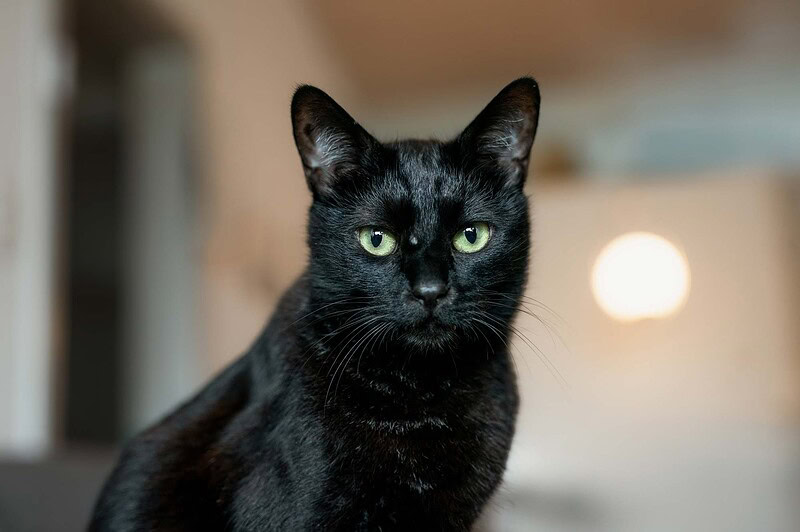 Porträt einer schwarzen Katze mit grünen Augen bei einem stressfreien Katzenfotoshooting zu Hause in Luzern