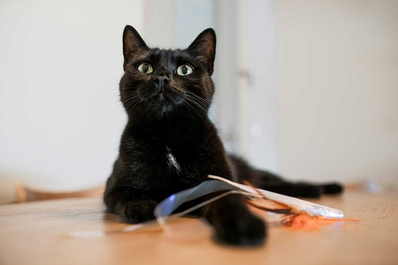 Eine schwarze Katze liegt entspannt mit ihrem Spielzeug auf dem Tisch und schaut aufmerksam nach oben, aufgenommen bei einem Fotoshooting zu Hause in Luzern.