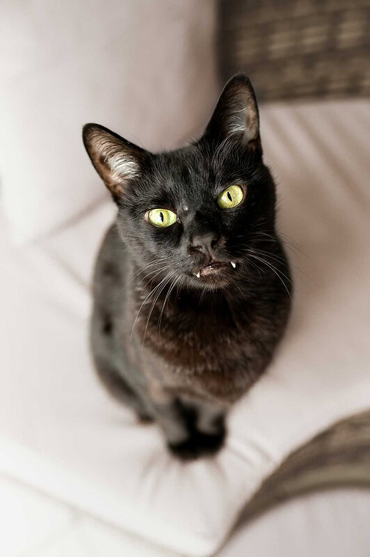Intensive Nahaufnahme einer schwarzen Katze mit leuchtend grünen Augen und sichtbaren kleinen Eckzähnen, die direkt in die Kamera schaut, aufgenommen bei einem Fotoshooting zu Hause.