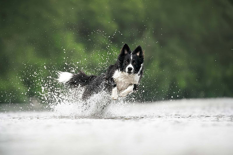 Ein schwarz-weisser Border Collie springt voller Energie durch das spritzende Wasser der Emme bei einem Action-Hundefotoshooting im Sommer nahe Solothurn.