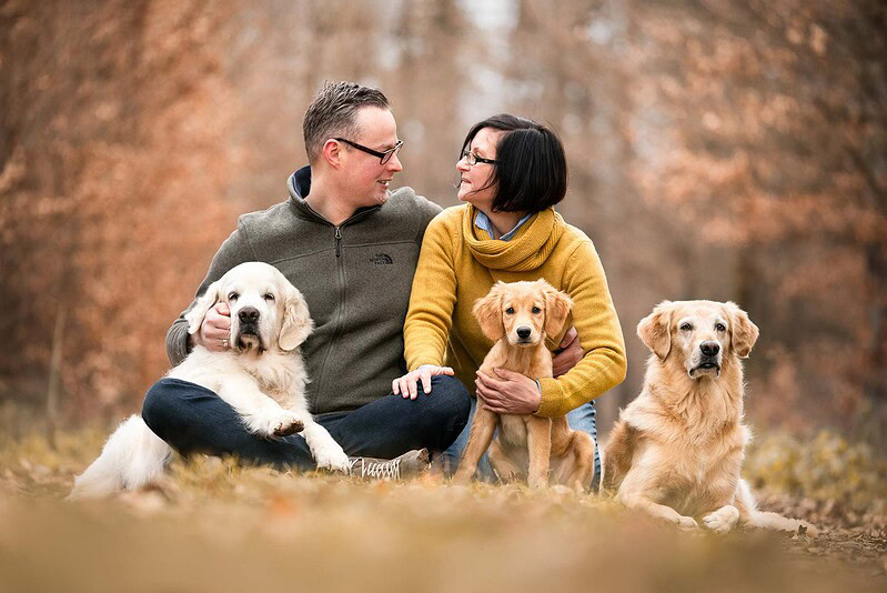Ein Paar sitzt entspannt mit drei Golden Retrievers (vom Welpen bis zum Senior) im herbstlichen Wald bei einem Familienshooting in der Region Bern / Solothurn.
