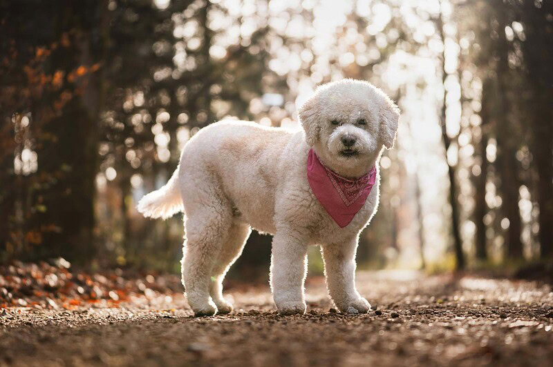 Ein weißer Lagotto Romagnolo mit rosa Halstuch steht im Wald, sein lockiges Fell leuchtet im goldenen Abendlicht, aufgenommen an der Emme bei Biberist.