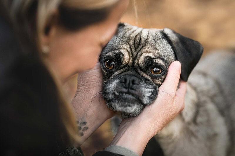 Eine Besitzerin hält liebevoll das Gesicht ihres Retromops in den Händen, Nahaufnahme bei einem emotionalen Hundefotoshooting im Herbstwald in der Region Bern / Solothurn.
