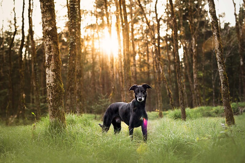Ein schwarzer Windhundmix steht majestätisch im grünen Gras eines Waldes bei Gerlafingen, im Hintergrund leuchtet die goldene Abendsonne durch die Bäume.