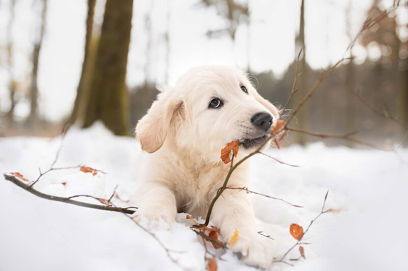 Ein kleiner Golden Retriever Welpe sitzt im dichten Nebel eines winterlichen Waldes bei Subingen während eines Fotoshootings. Sein goldenes Fell leuchtet im diffusen Licht.