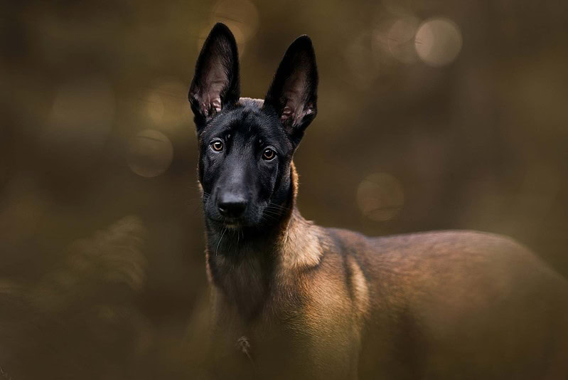 Ein aufmerksamer Malinois Welpe mit großen Ohren schaut in die Kamera, Porträt im goldenen Herbstlicht bei einem Welpenfotoshooting im Wald bei Solothurn.