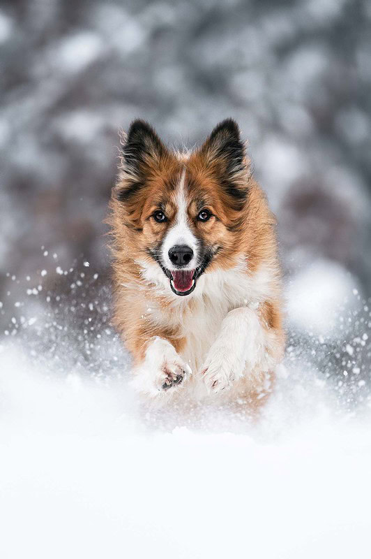 Ein Border Collie rennt voller Energie frontal auf die Kamera zu durch den tiefen Schnee bei einem Winter-Action-Fotoshooting in der Region Bern / Solothurn.
