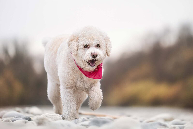Fröhlicher Lagotto Romagnolo läuft über Kieselsteine an der Emme. Natürliche Hundefotografie im Raum Bern und Solothurn.