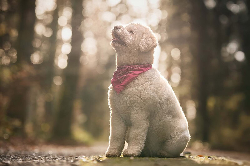 Lagotto Romagnolo mit rotem Halstuch sitzt im goldenen Gegenlicht im Wald. Emotionales Hundefotoshooting an der Emme bei Biberist, Kanton Solothurn.