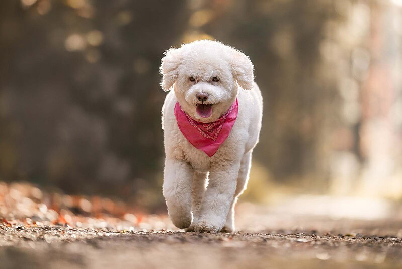 Weißer Lagotto Romagnolo läuft auf einem Waldweg bei Biberist fröhlich auf die Kamera zu. Natürliche Hundefotografie im Herbstlicht an der Emme (Kanton Solothurn)