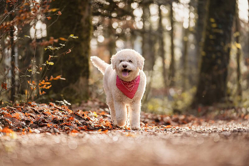 Fröhlicher Lagotto Romagnolo läuft durch buntes Herbstlaub im Wald an der Emme. Dynamisches Hundefotoshooting in der Natur bei Biberist (Solothurn)