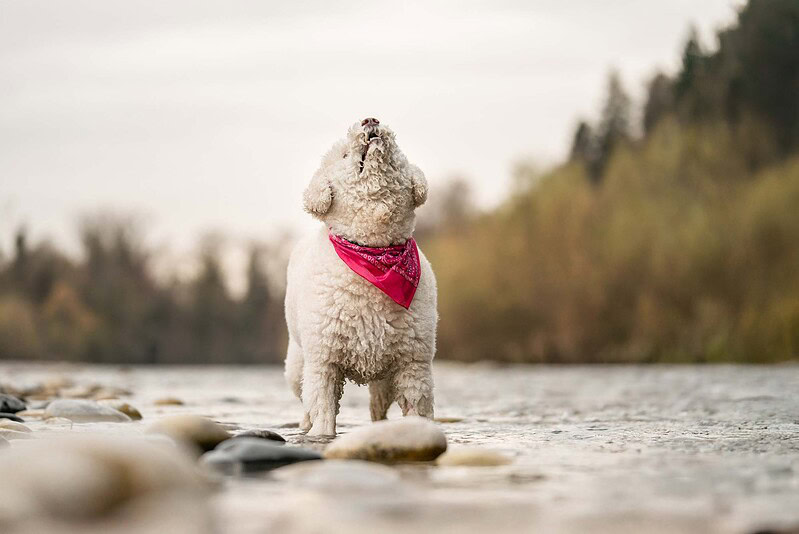 Weißer Lagotto Romagnolo steht im Wasser der Emme und heult gen Himmel. Ausdrucksstarkes Hundefotoshooting in Biberist (Kanton Solothurn)