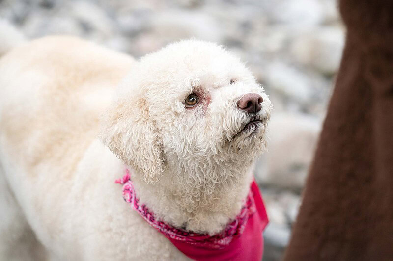 Weißer Lagotto Romagnolo schaut liebevoll zu seinem Besitzer hoch. Emotionaler Seelenhund-Moment beim Fotoshooting an der Emme (Region Bern & Solothurn).