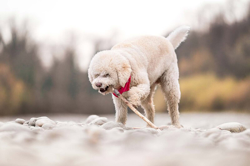 Verspielter Lagotto Romagnolo kaut auf einem Stock am Flussufer. Natürliche Hundefotografie in der Region Bern und Thun.
