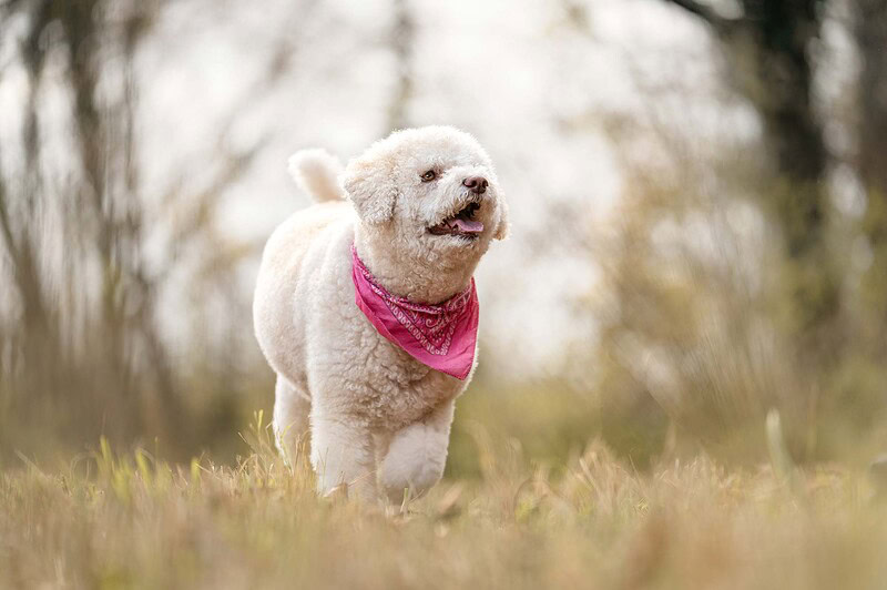 Weißer Lagotto Romagnolo läuft fröhlich durch eine Wiese an der Emme. Natürliches Hundefotoshooting in Biberist und Umgebung (Kanton Bern)