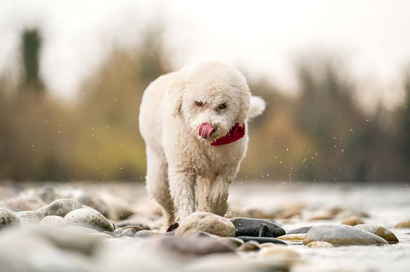 Weißer Lagotto Romagnolo balanciert über Steine im Flussbett der Emme und leckt sich die Nase. Natürliches Fotoshooting mit Hund bei Solothurn und Bern