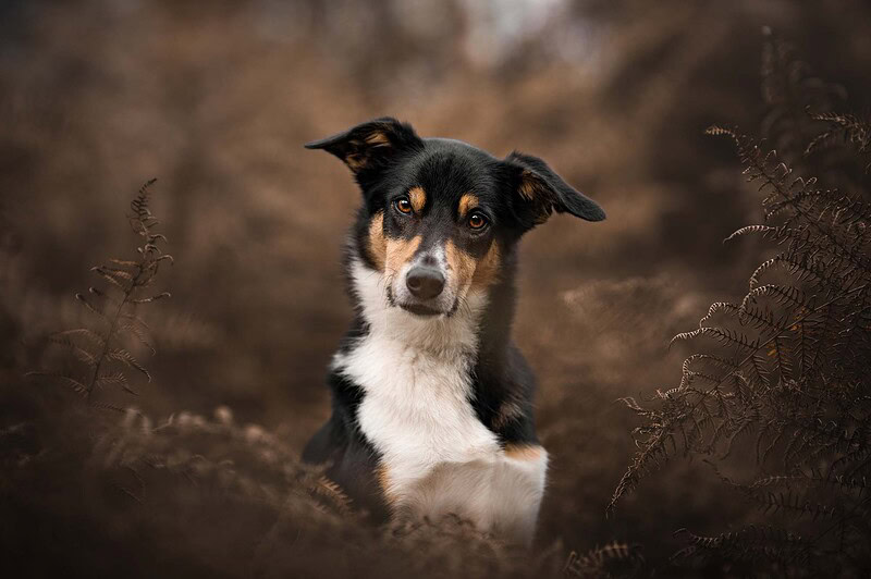 Ein schwarz-weißer Border Collie Mix mit braunen Abzeichen legt leicht den Kopf schief und blickt aufmerksam in die Kamera. Er sitzt im Wald bei Bern und ist von dunklen, braunen Herbstfarnen umgeben