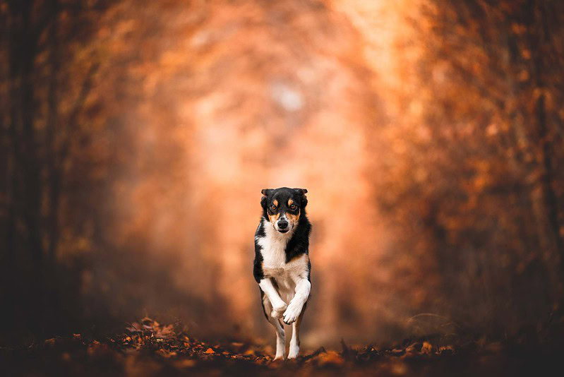 Ein schwarz-weißer Border Collie Mix rennt voller Energie und stark fokussiert auf einem mit dunklem Laub bedeckten Weg direkt in die Kamera. Der Hintergrund ist ein magisch verschwommener, leuchtend oranger Herbstwald. Actionreiche Hundefotografie bei Bern