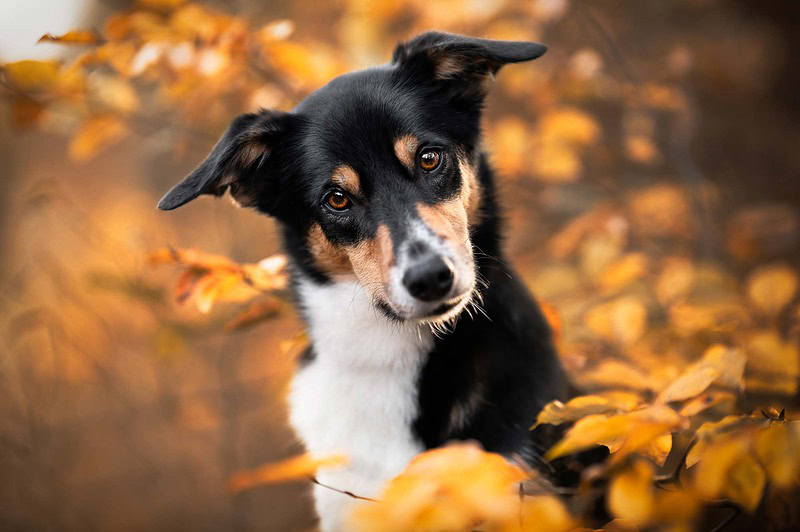 Ein süßer schwarz-weißer Border Collie Mix legt neugierig den Kopf schief und schaut direkt in die Kamera. Er ist umrahmt von leuchtend orangefarbenem Herbstlaub. Emotionale Tierfotografie im Wald bei Bern.