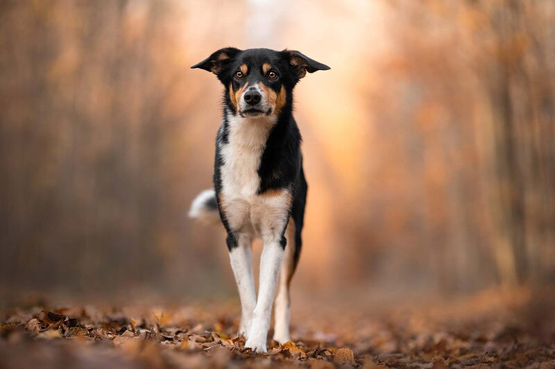Ein schwarz-weißer Border Collie Mix mit braunen Abzeichen läuft fokussiert auf einem mit Herbstlaub bedeckten Waldweg direkt auf die Kamera zu. Dynamische Hundefotografie im herbstlichen Wald bei Bern.