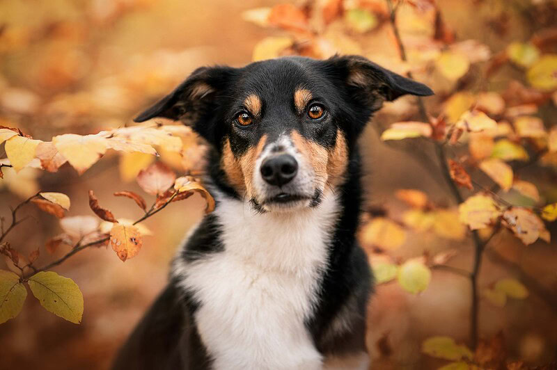 Nahaufnahme eines schwarz-weißen Border Collie Mix mit braunen Abzeichen, der ruhig und aufmerksam in die Kamera blickt. Er ist natürlich eingerahmt von Zweigen mit leuchtend gelben und orangen Herbstblättern. Hundefotografie im Wald bei Bern.
